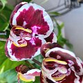 PL-7057 (Phal. Gan Lin Diamond x I-Hsin Black Jack AO 2025